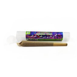 Pre-roll Amnesia VMAC - White Rabbit